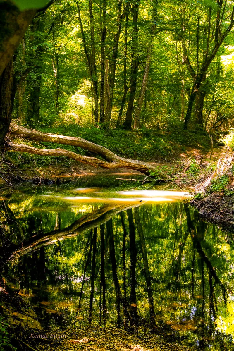 Los bosques ribereños de Igneada: el bosque de álamos y los lagos de Kırklareli