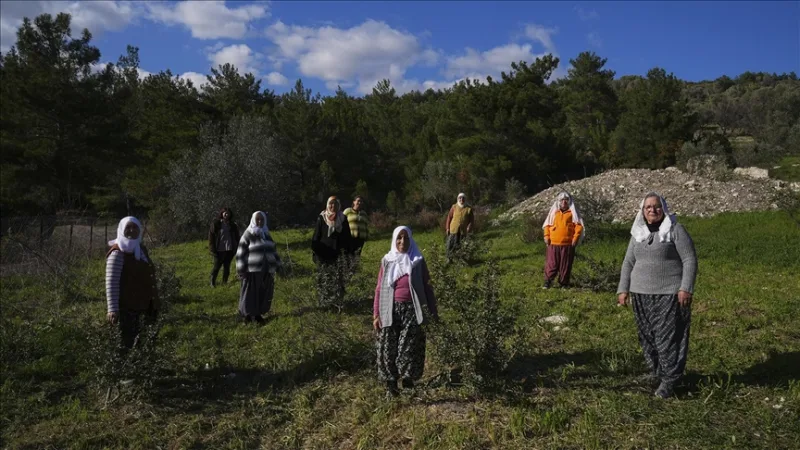 半岛妇女振兴了她们的自然遗产--胶泥树