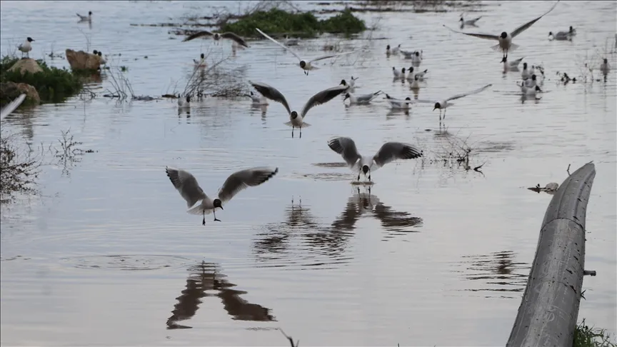 Çekerek Sürayyabey -padon täyttöasteen kaksinkertaistuminen ilahdutti viljelijöitä ja kalastajia