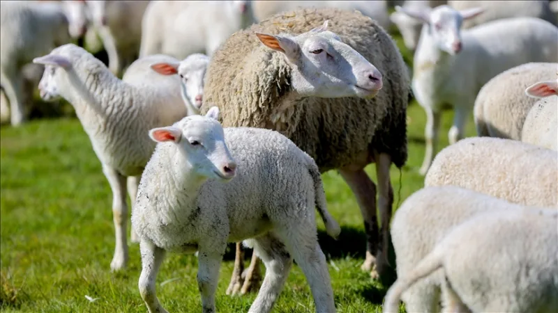 “농촌 풍요, 소·양 사육 지원” 프로젝트 신청 접수가 시작되었습니다