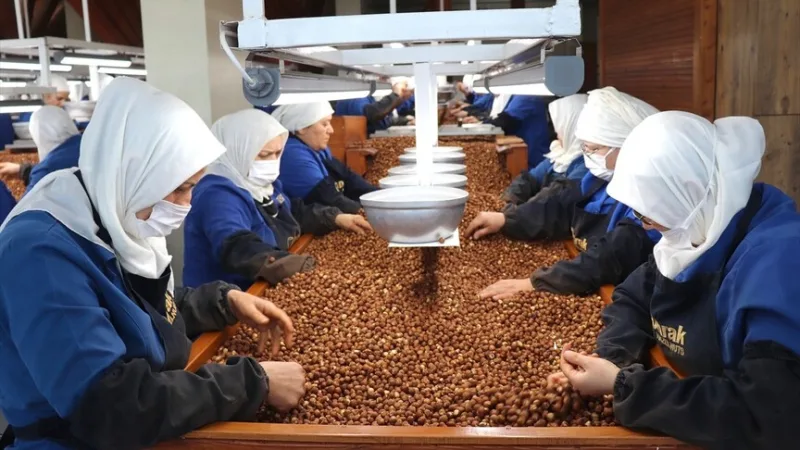 Ženy pracujúce v Giresune a Ordu najviac prispeli k vývozu lieskových orechov