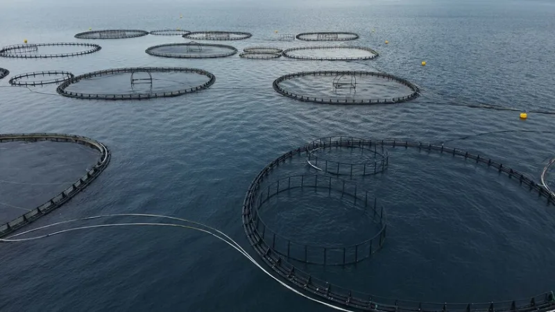 Au premier trimestre, les exportations de poisson de Muğla ont atteint 198 millions de dollars