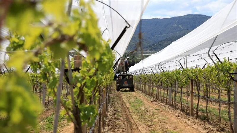 Виробники з Маніси захищають свої виноградники «сіткою від граду»